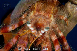Hermit Crab taken in Bodrum, Turkey. D300, 60mm Macro & W... by Kay Burn Lim 